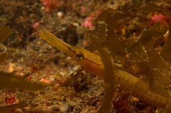 Pipe fish in the weed, St Abbs Scotand.
D70 with 60mm lens by Mike Clark 